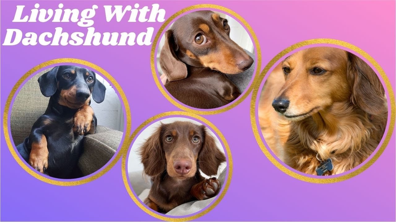 Living with Dachshund , Sausage Dogs video _Best of Dachshund puppies