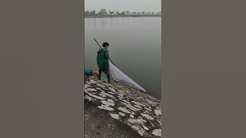 Chài cá chép nghệ