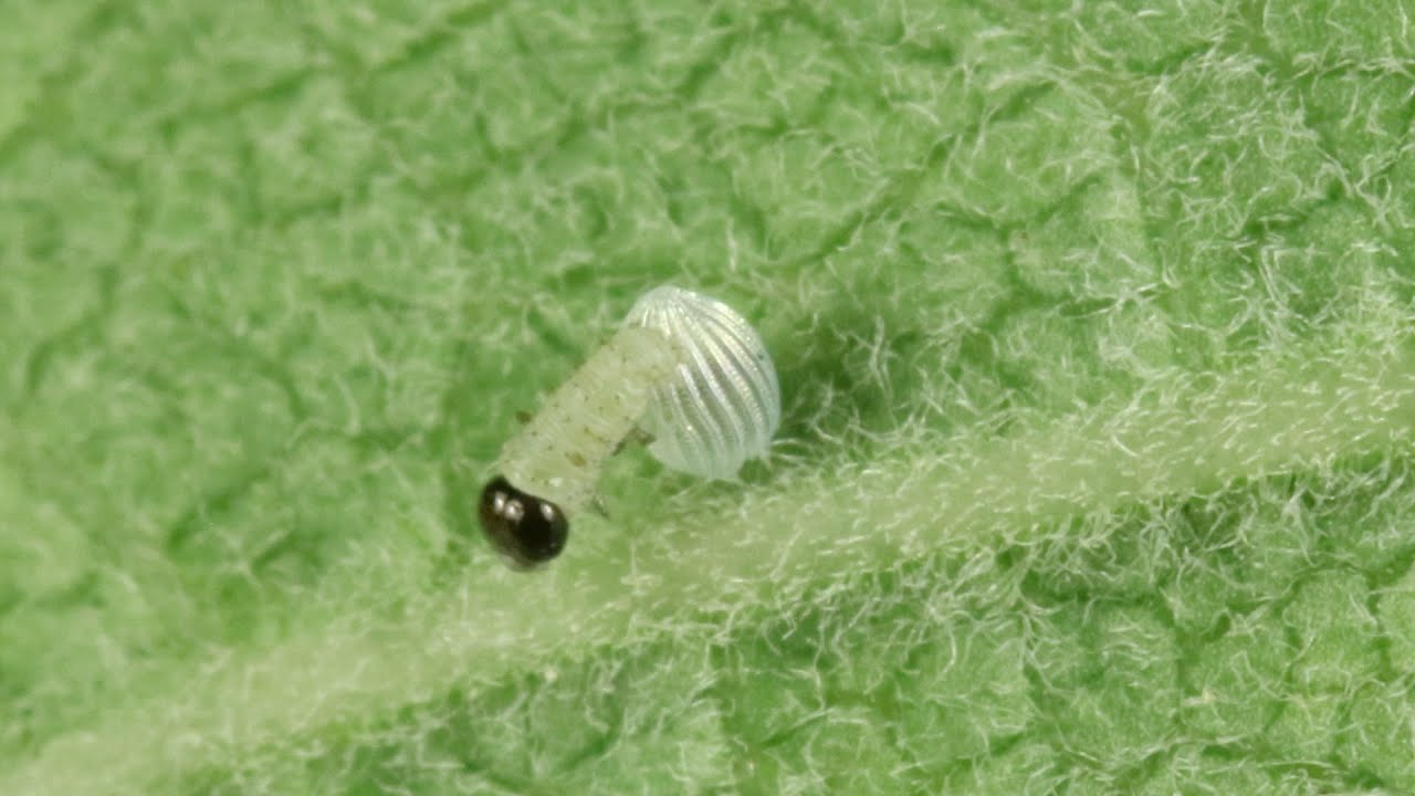 Monarch Butterfly Egg Hatching Extended Cut YouTube