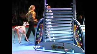 Super Dog jump, on 13 bar's high