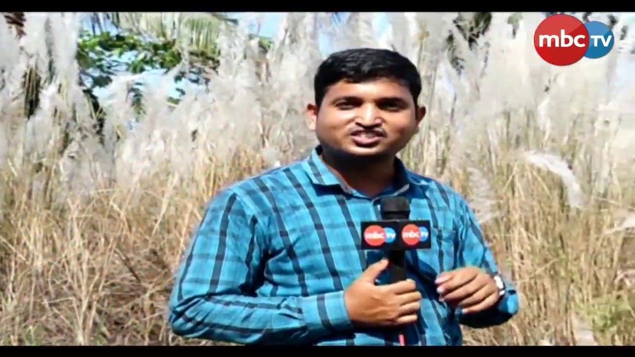 naveen patnaik news The Messenger of festive: Kasatandi || MBCtv