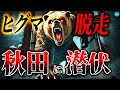 【検証】秋田八幡平クマ牧場事件｜行方不明のヒグマは実在するのか