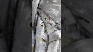 Very unusual fish