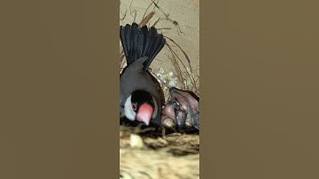 java bird with baby Java | java birds | java Sparrow #subscribe #javasparrow