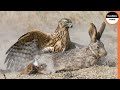 Vicious Eagle Pounces On a Rabbit To Tear its Flesh