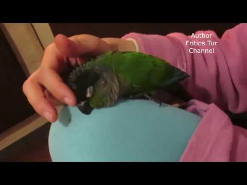 My Pet Pyrrhura Parrot – Sundry Mood My Pet Pyrrhura Parrot – Sundry Mood