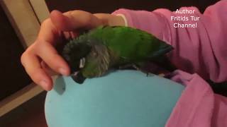 My Pet Pyrrhura Parrot - Sundry Mood