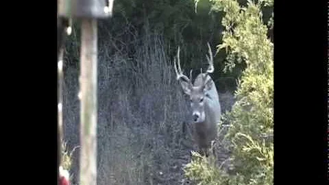 Oklahoma Archery Deer with Keith Dailey
