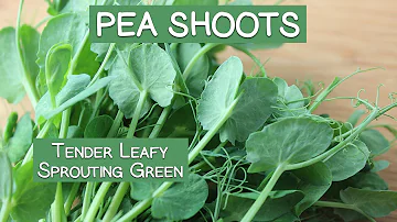 What parts of pea plant are edible?