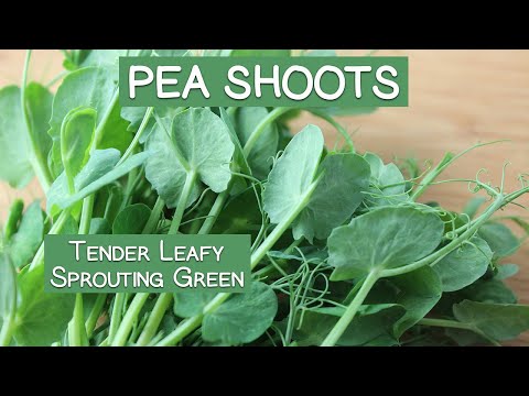 Dried Eco-friendly Peas Diet
