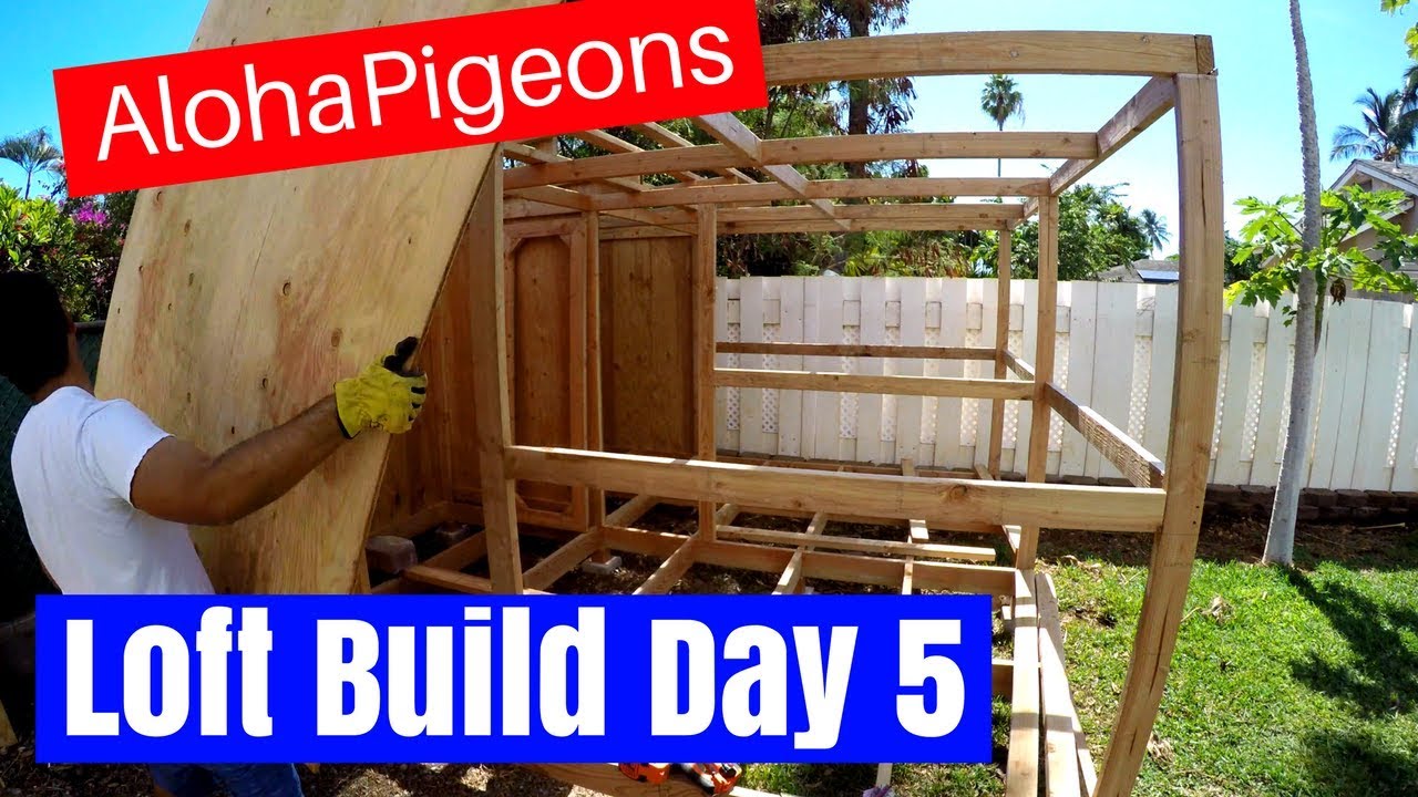 Homing Racing Pigeon Loft Construction Day 5 - YouTube