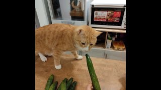 Try Giving Your Cat a Cucumber And See What Happens - MeowCat by MeowCat 351 views 1 year ago 5 minutes, 37 seconds