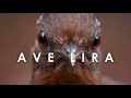 El Ave Lira | Mini Documental