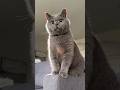 When Your Cat Thinks He S Mufasa Ad See Mufasa Lion King In Theaters December 20 When Your Cat Thinks He S Mufasa Ad See Mufasa Lion King In Theaters December 20