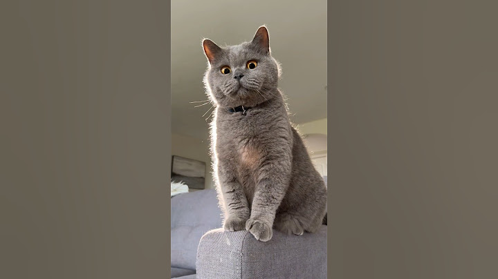 When your cat thinks he’s Mufasa #ad See Mufasa: Lion King in theaters December 20!