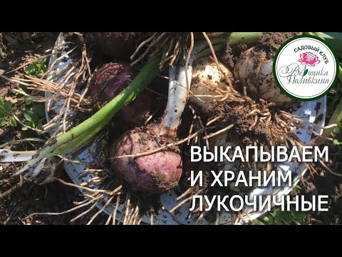 ВЫКАПЫВАЕМ И ХРАНИМ ЛУКОВИЧНЫЕ