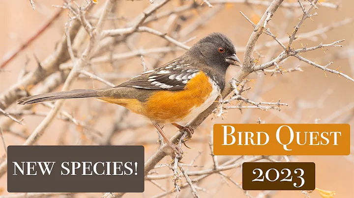 New Mexico wild Bird Photography