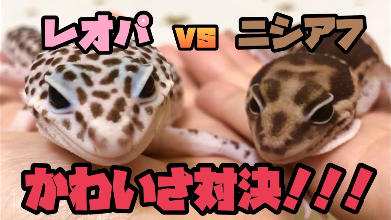 レオパvsニシアフかわいさ対決！ - YouTube