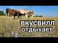 РУССКАЯ ДЕРЕВНЯ выживает под САНКЦИЯМИ. МОИ 14 коров.Ращу мясо для москвичей