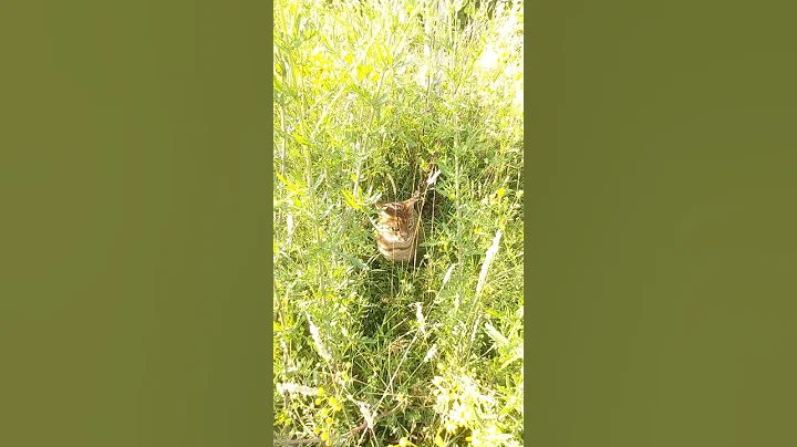 Video 5473021: brown bengal cat, feline