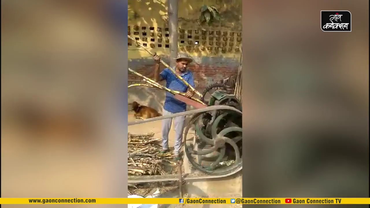 employment news tamilnadu देखिए गांव में कैसे बनता है गुड़ । Jaggery Making | MAKING OF GURR