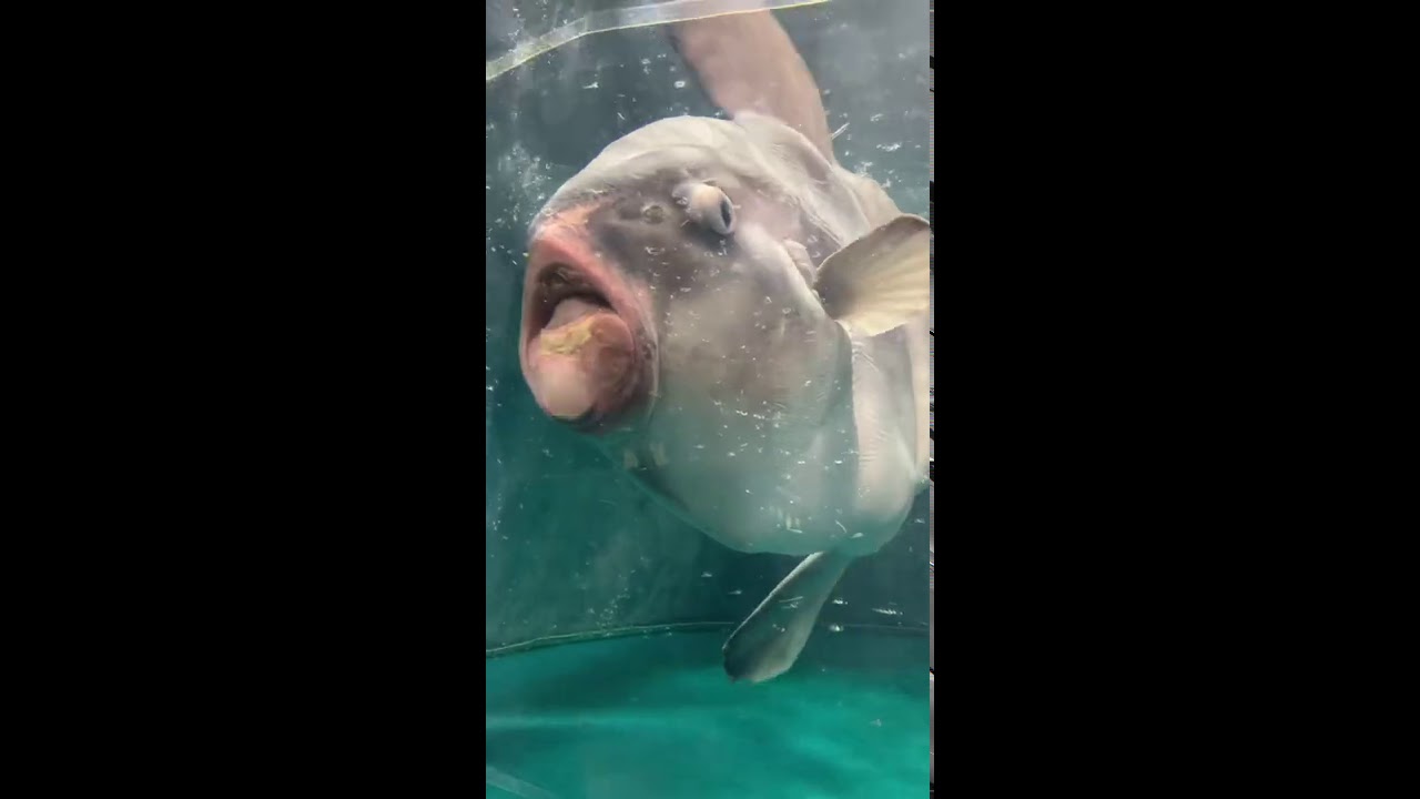 キス顔のマンボウ Kissing Face Mola Youtube