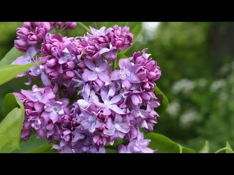 Видео: Сирене гевреци