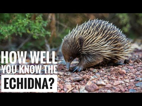 Video: Echidna (động vật): ảnh, mô tả, môi trường sống
