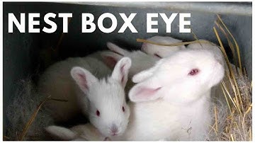 Nest Box Eye: When Baby Rabbits