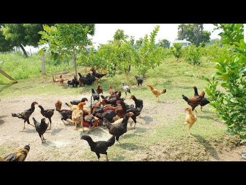 700 Desi Free Range Poultry Farming for Egg Production - YouTube