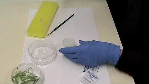 Assembly of an Alternative Feeding Chamber for Aphids