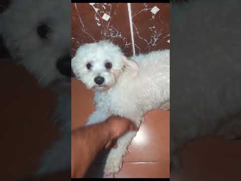 لماذا ينام هنا ربما يشعر بالعطش كلب كانيش تايه نباح الكلاب