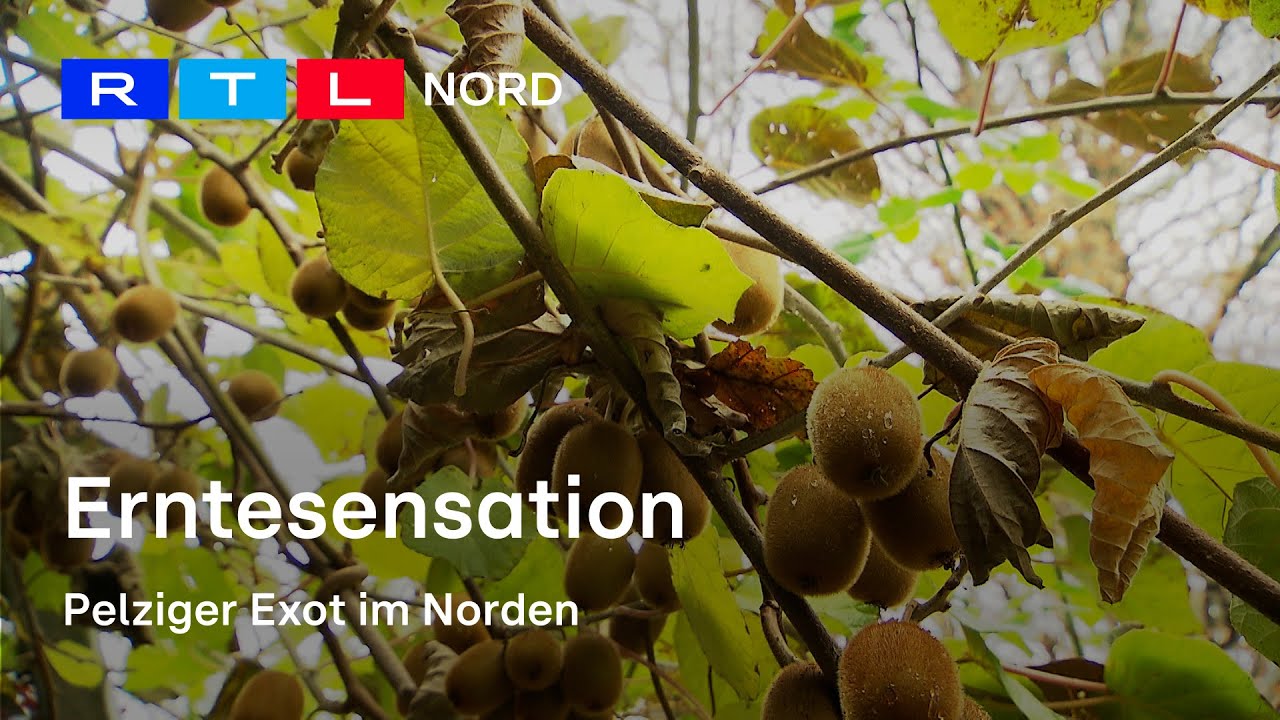 Kiwis aus dem eigenen Garten - Anbautipps für eine gute Ernte