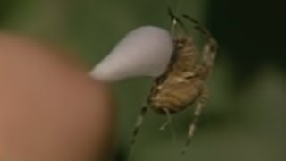 ARAÑAS DROGADAS l Fandub Español