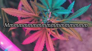 Marlon Asher - Ganja Farmer (Lyric)