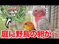 自宅の庭に野鳥が産卵!?逃げてしまった親鳥の行方を見守った結果…【モモイロインコ】