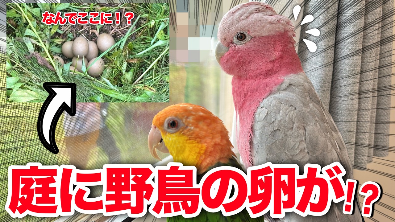 自宅の庭に野鳥が産卵!?逃げてしまった親鳥の行方を見守った結果…【モモイロインコ】