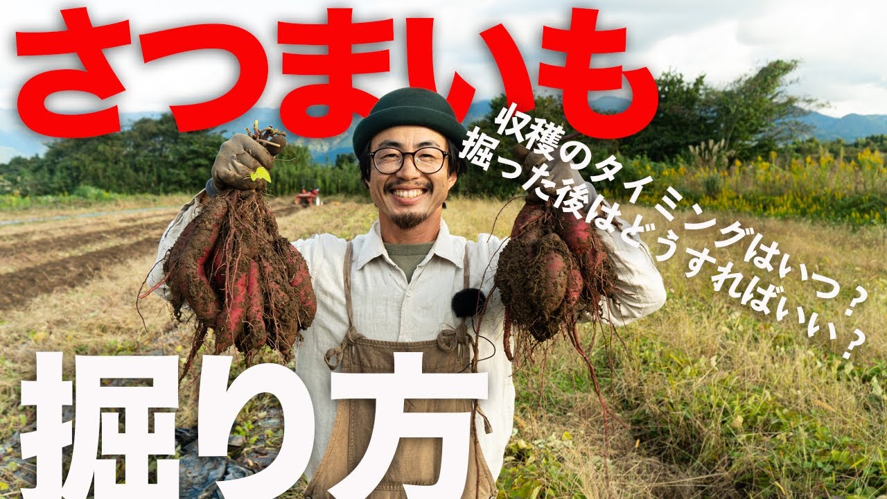 【保存版】さつまいもが折れない収穫方法と収穫後の処理について農家がわかりやすく実演解説