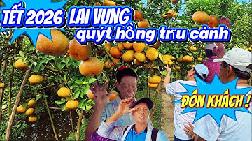 Tết 2026 Về Lai Vung | Quýt Hồng Trĩu Cành Đón Khách Nô Nức