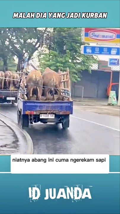 REKAM SAPI KURBAN ENDINGNYA MALAH KAYAK GINI #shorts