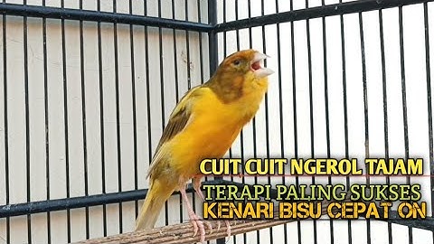 kenari gacor panjang Cuit Cuit EMOSI, Pancingan Kenari Paud Belajar Bunyi, terapi AMPUH Kenari MACET