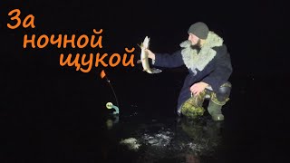 Рыбалка за ночной щукой. Проверяем жерлицы оставленные на ночь! #рыбалка #щука #жерлицы