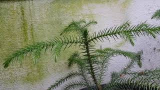 Araucaria columnaris blahočet (semenáček z Nové Kaledonie)