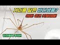 긴다리의 귀여운 화살게 활용법! 🦀 놀라운 매력 공개