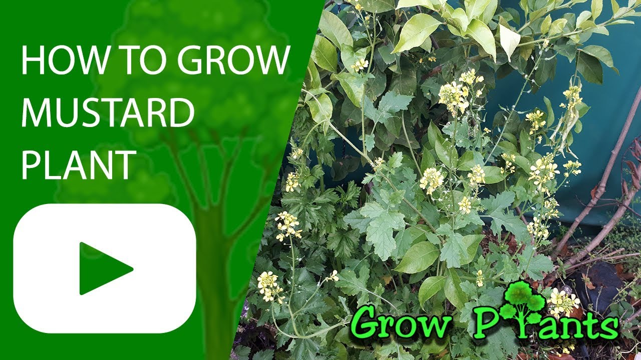 How to grow mustard plant YouTube