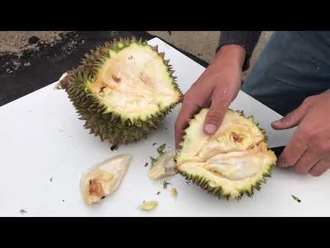 Video: Durian Er Kongen Av Frukt