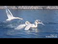 Crazy Swans in Lake Ontario