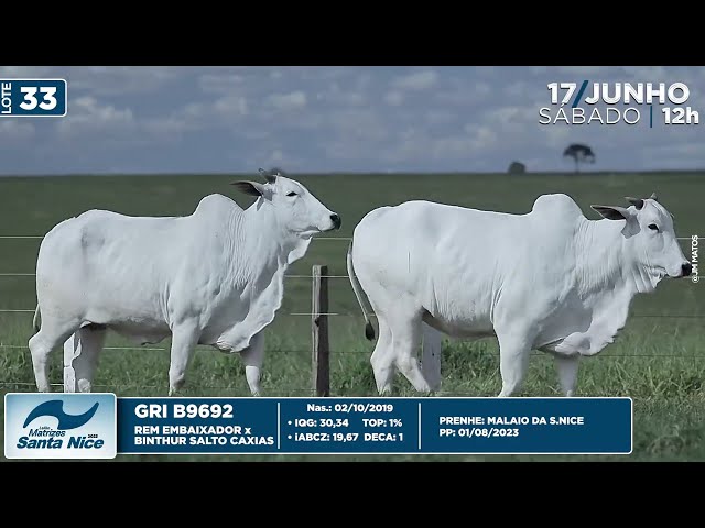 LOTE 33   GRI B9312 9692