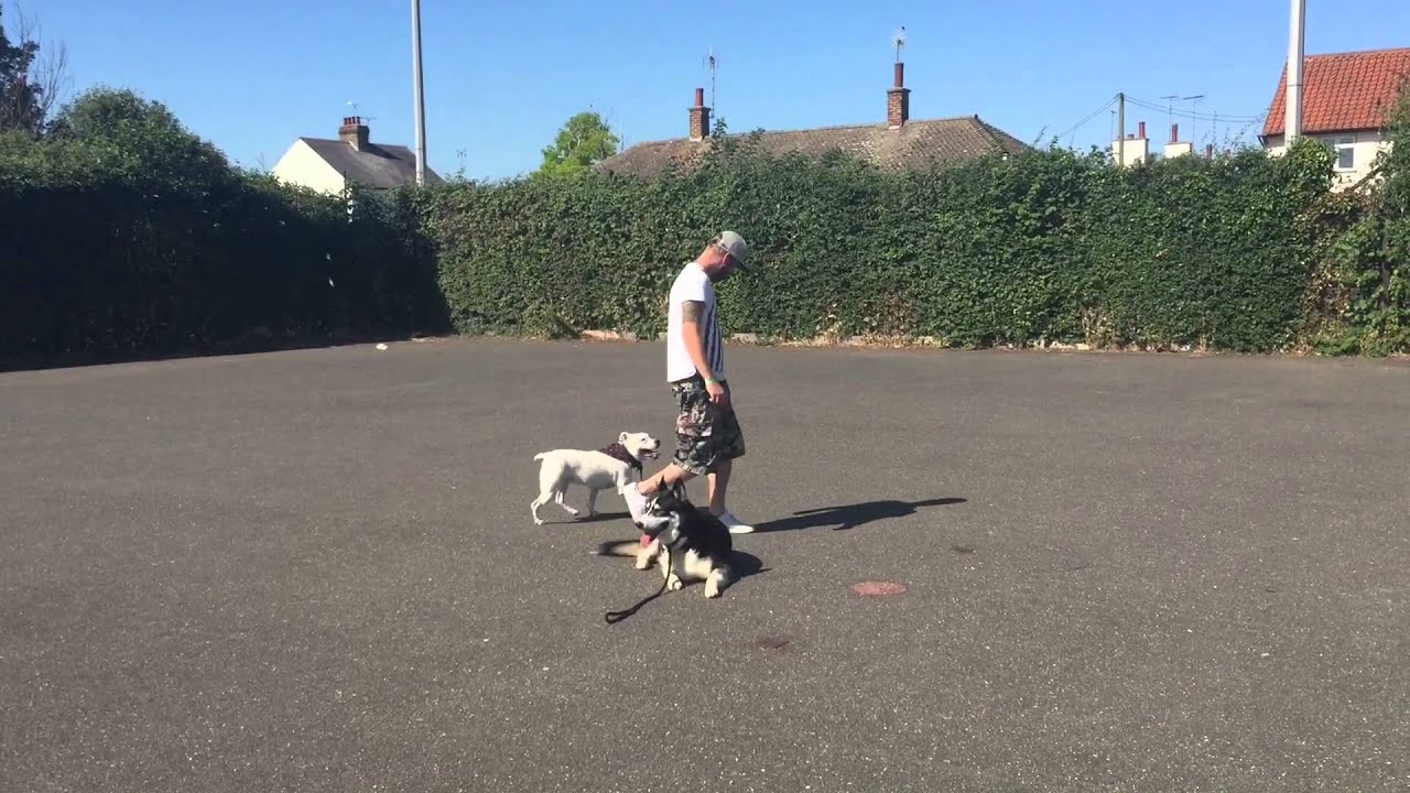 Siberian Husky distraction training