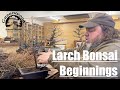 Larch bonsai beginnings  greenwood bonsai